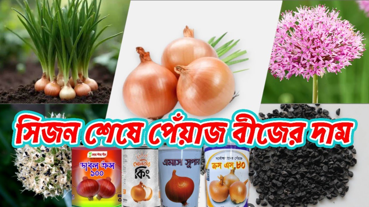 শেষ সম&zwnj;য়ে পেঁয়াজ বী&zwnj;জের নতুন রেট | ন&zwnj;ভেম্বর ২০২৫ | AGRO BD Faridpur.