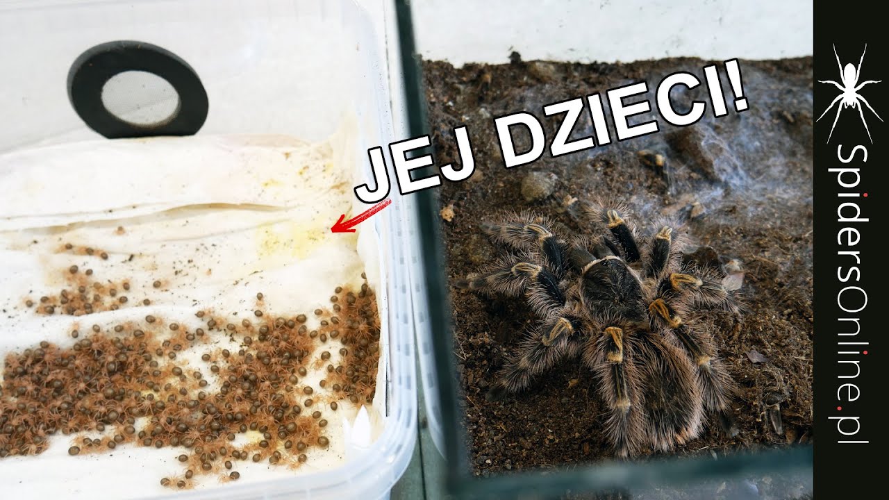 Udany kokon Grammostola pulchripes i UNBOXING różowego ptasznika! - spidersonline.pl