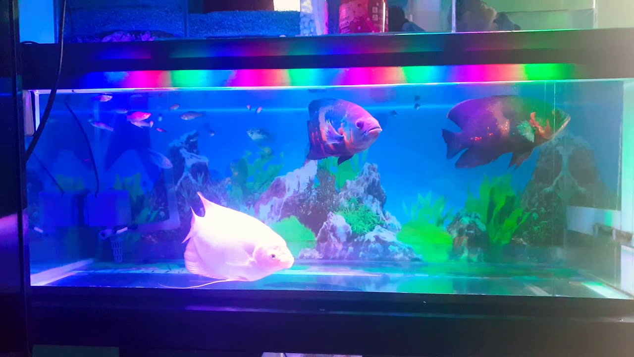 Oscar Batik Vs Gurame Padang digabung Aquarium 100x40x40