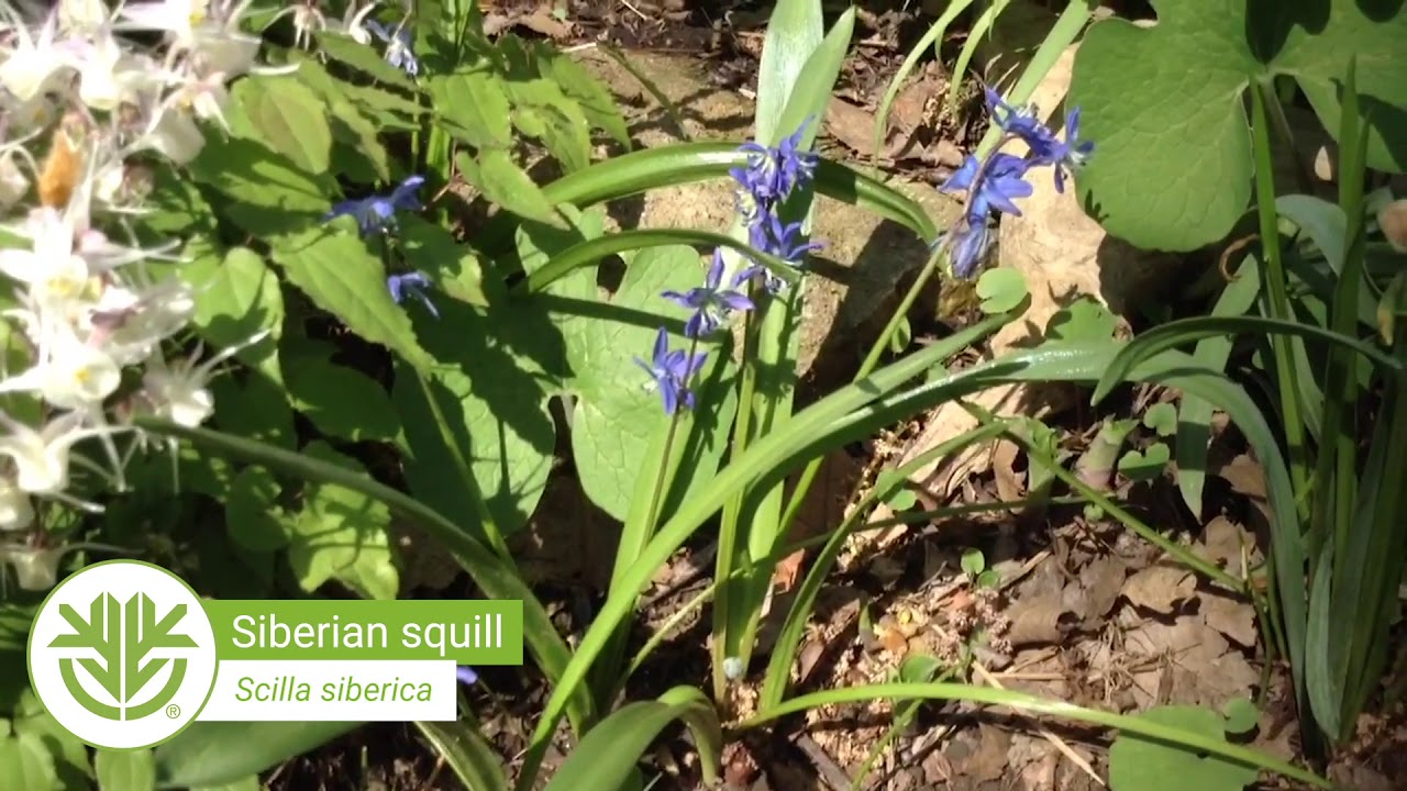 Spring Bulbs with Nathan Urben