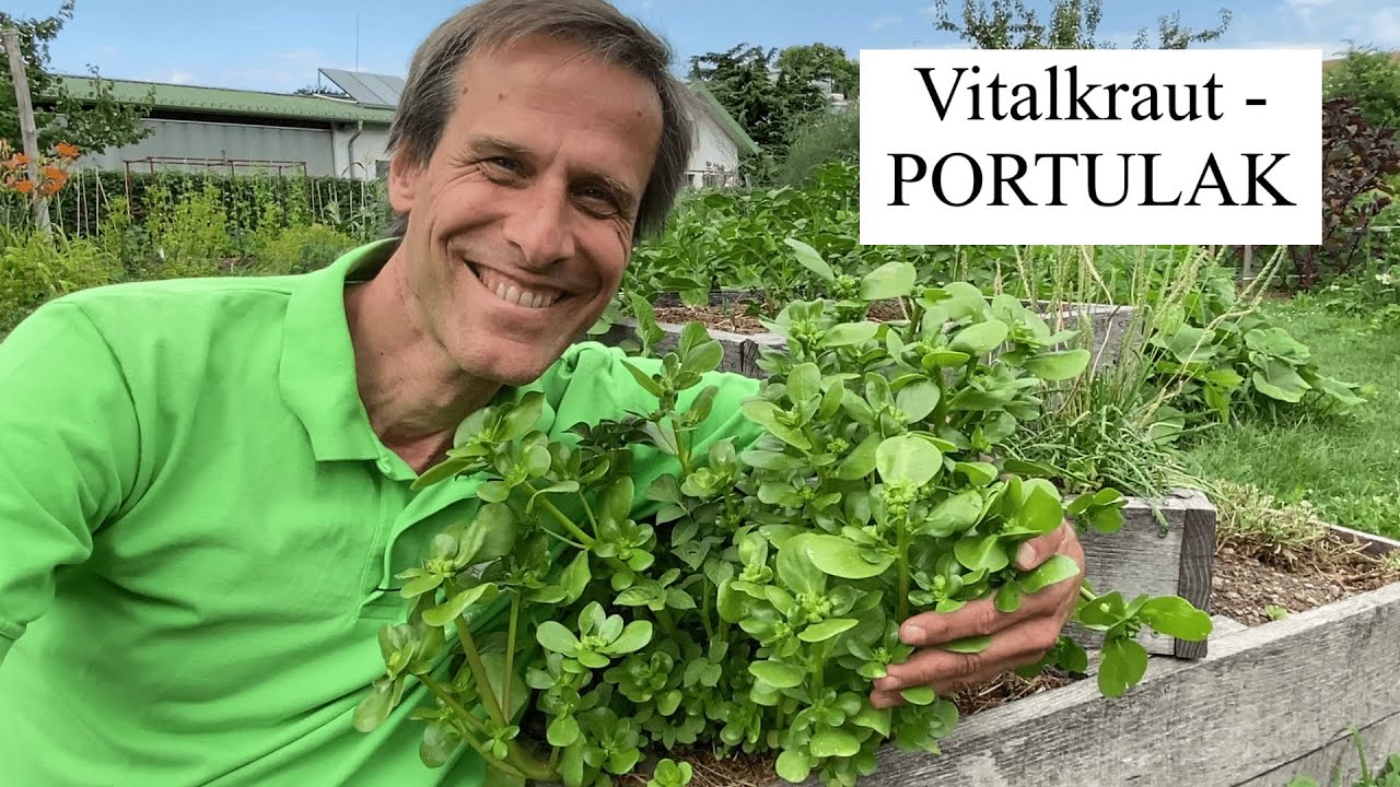 PORTULAK - natürliche Omega 3 Quelle🍀Vitalkräuter im Portrait, Anbau, Pflege und Verarbeitung