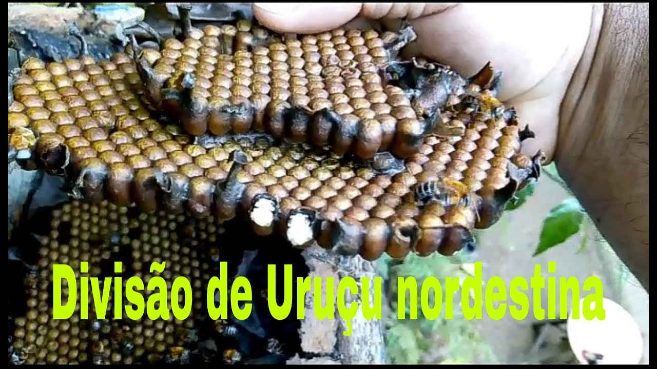 Divisão de Uruçu nordestina, Melipóna Scutellares (dois por um).