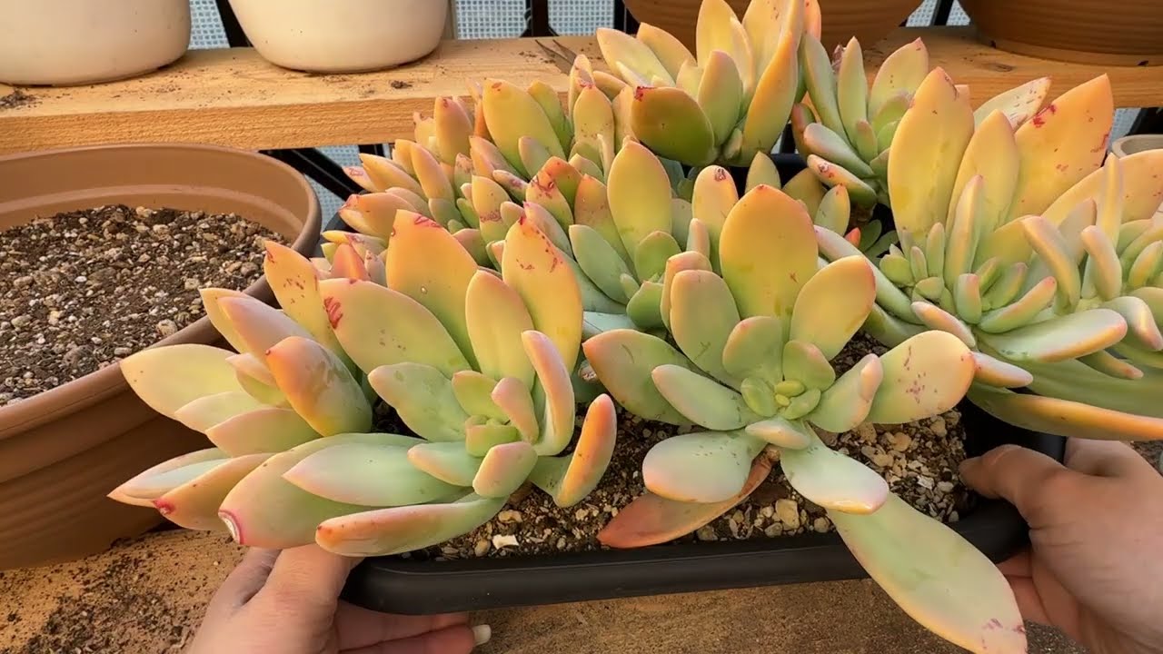 #321  PACHYPHYTUM MANGO BEAUTY TRASPLANTE