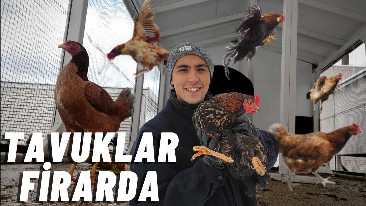 Tavuklarımızı Yeni Kümeslerine Taşıdık - Basit Folluk Yapımı
