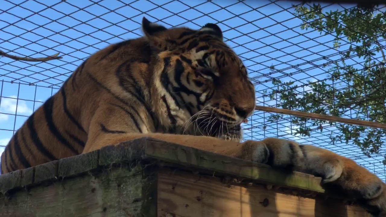 Texas Tigers Make It Tough on Keeper