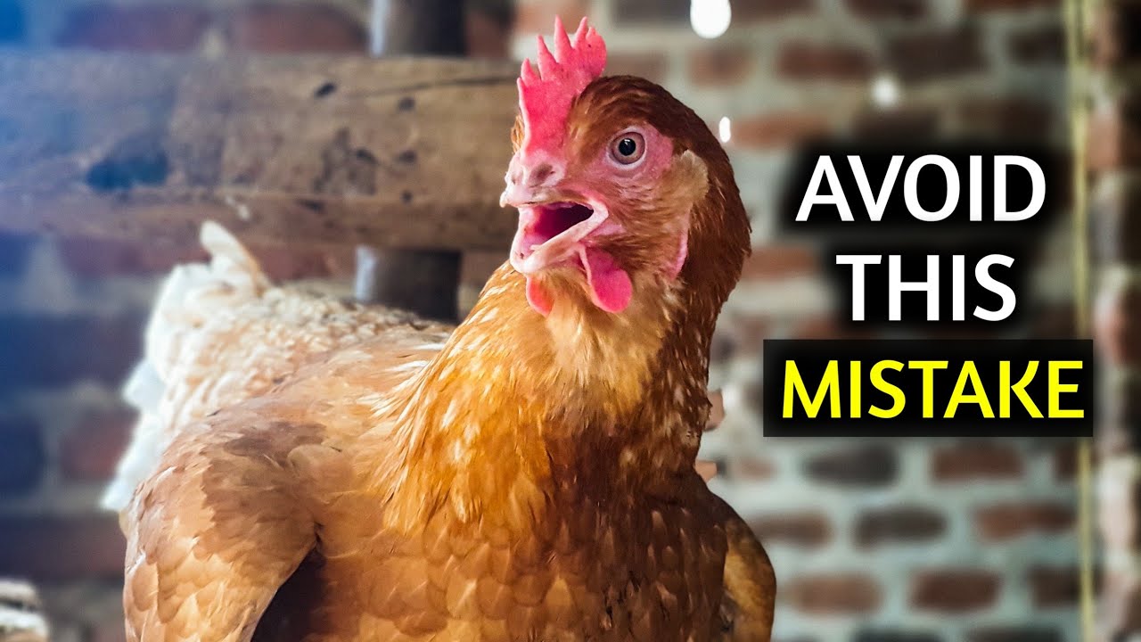 AVOID This Big MISTAKE When Building a Chicken House