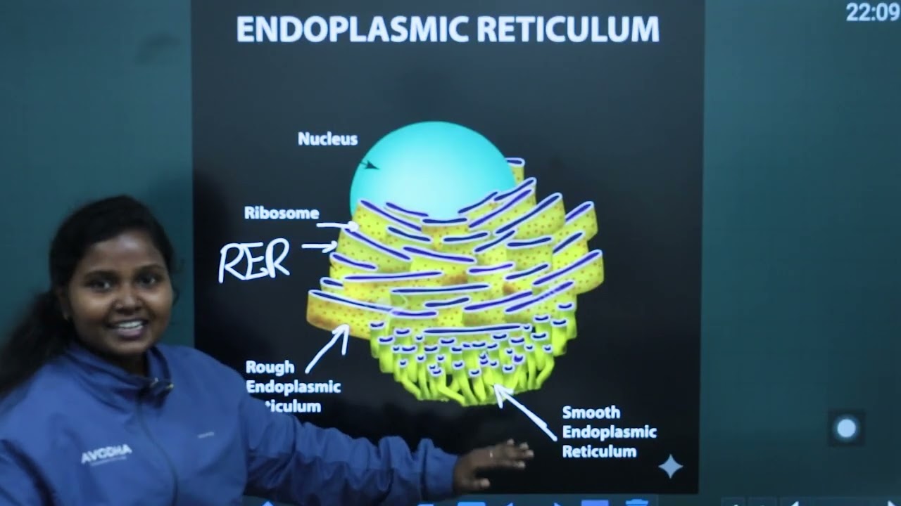 Pluse One Botany | Cell organelles | Avodha Free Learning