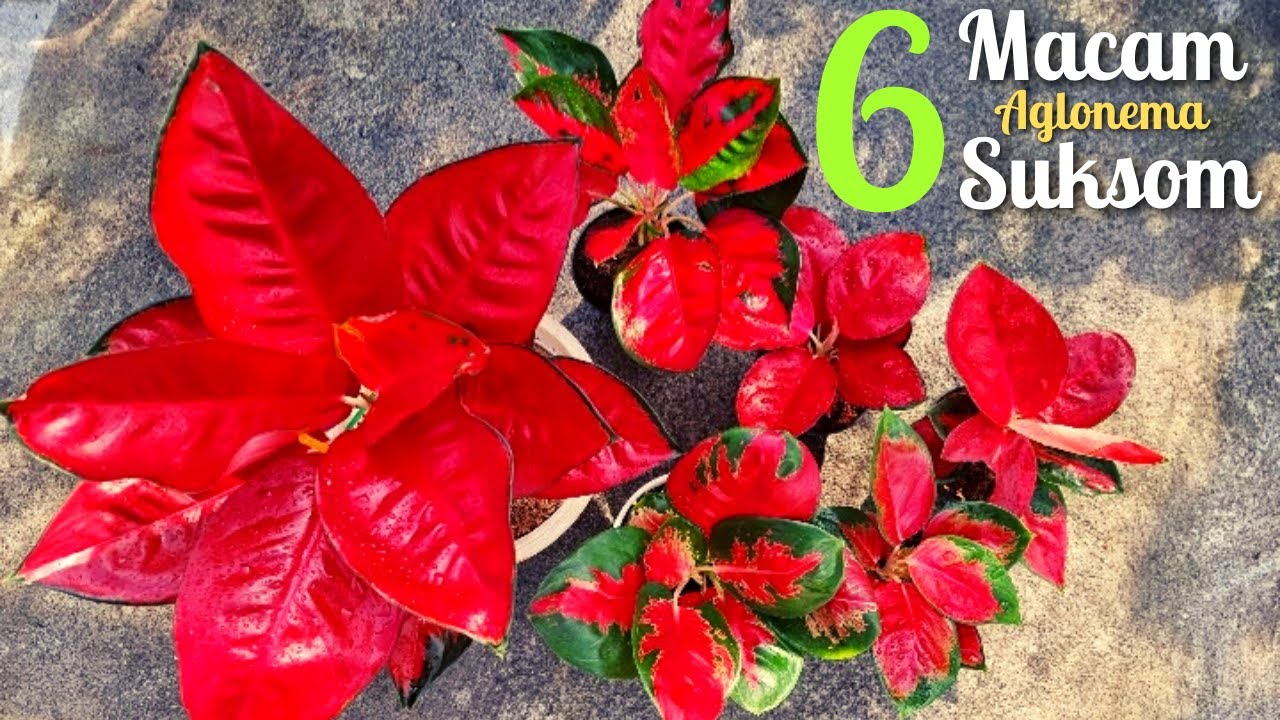 6 Macam Aglonema Suksom