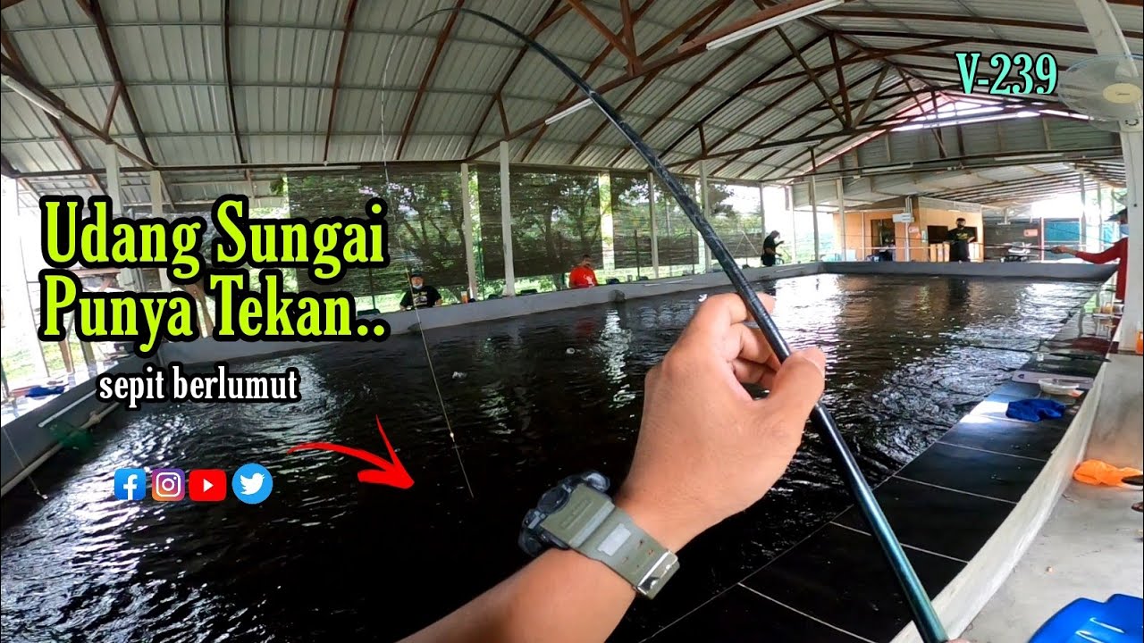 🔥🔥Kolam TERPADU Abad Ini_Kolam Udang Galah Riinfa Hulu Langat_Kita Bakor Lagi