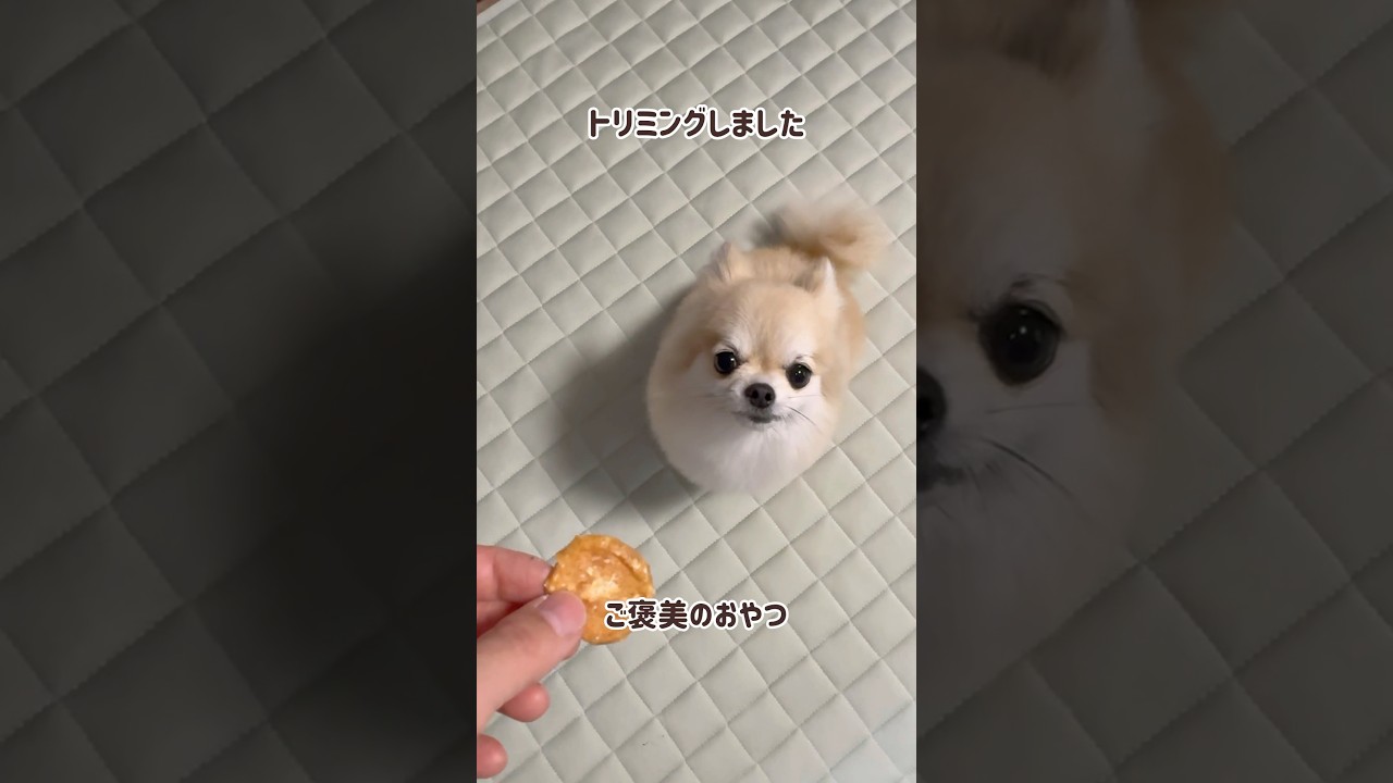 トリミングして丸くなった愛犬#shorts #ポメチワ #きなちゃんねる #小型犬 #smalldog #ミックス犬 #トリミング