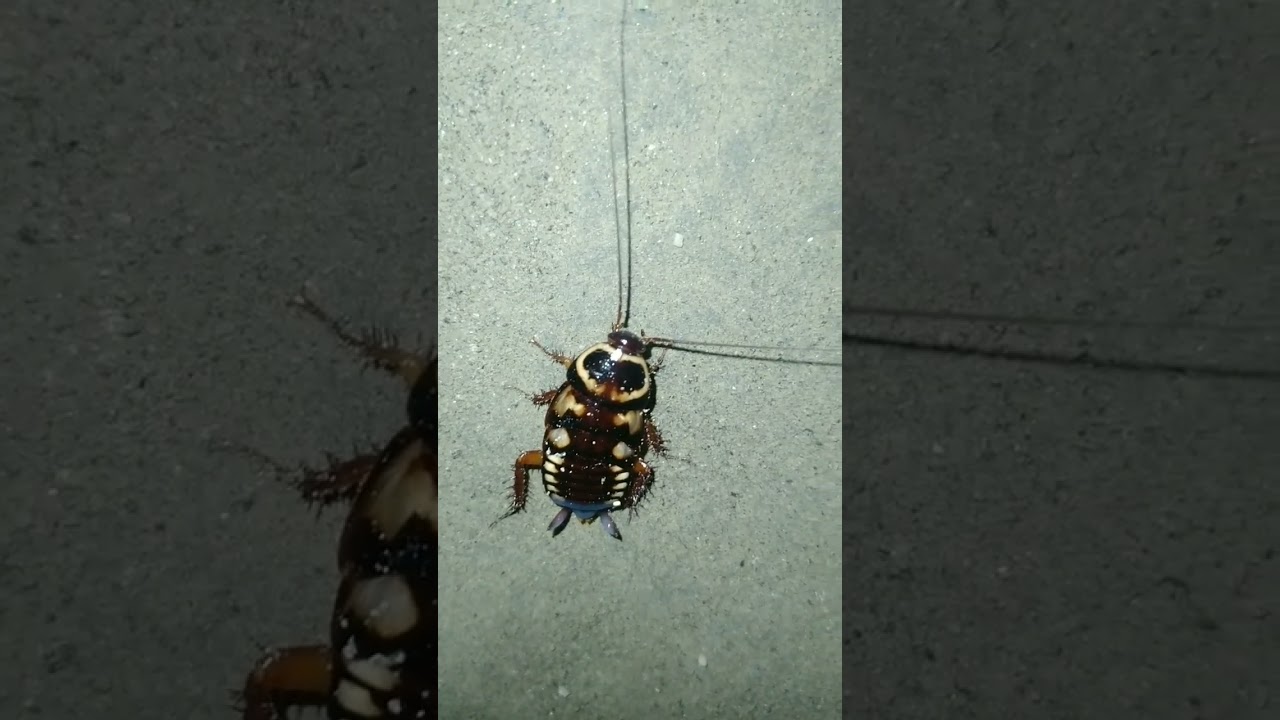 Cockroach(Ipis)