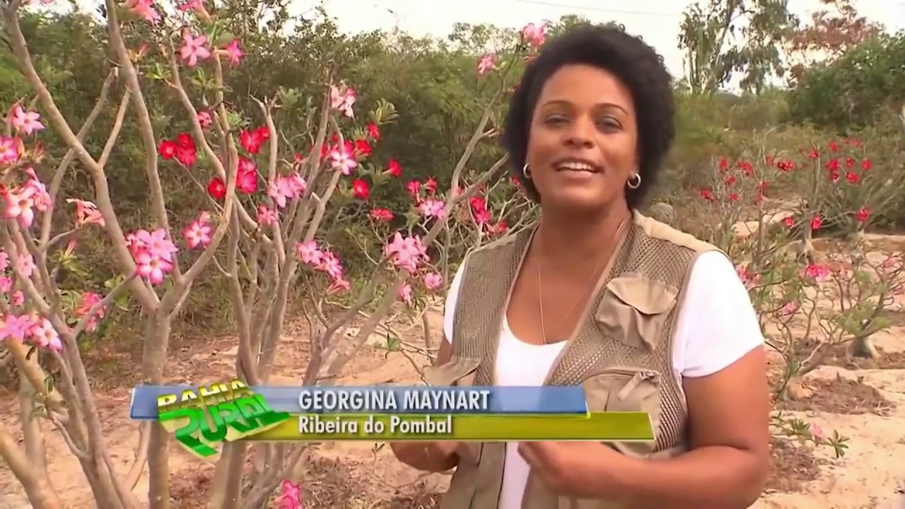 Conheça a historia do casal unido pelas Rosa do Deserto.