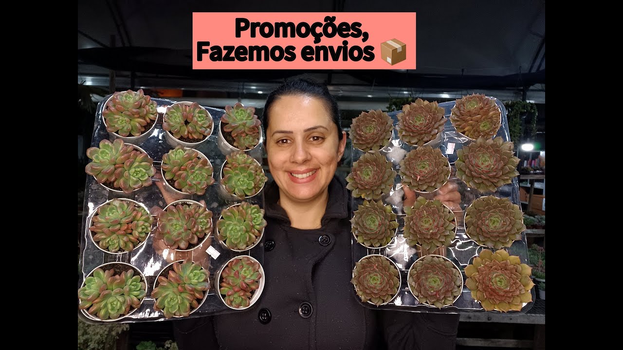 Live Tube somos de Joinville SC. ÁLBUM NOVO, Válido ate 10/10/25 ou enquanto durarem estoque.