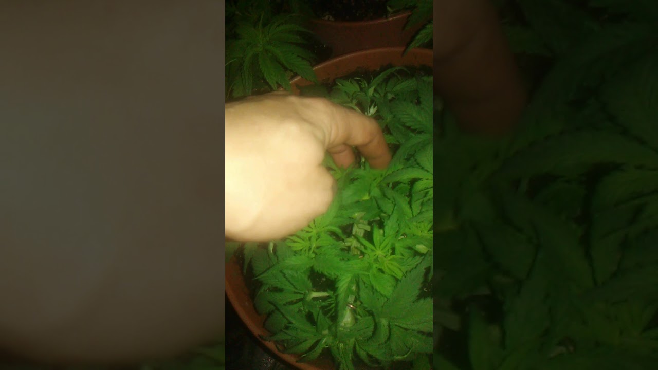 Day 37 marijuana grow log power plant training.