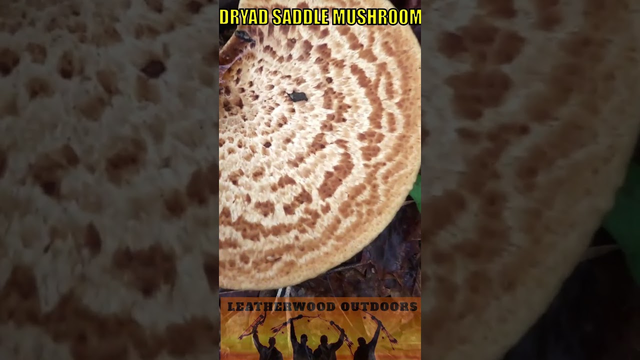 DRYAD SADDLE - Wild Edible Spring Mushrooms - Look for these while Morel Mushroom Hunting!