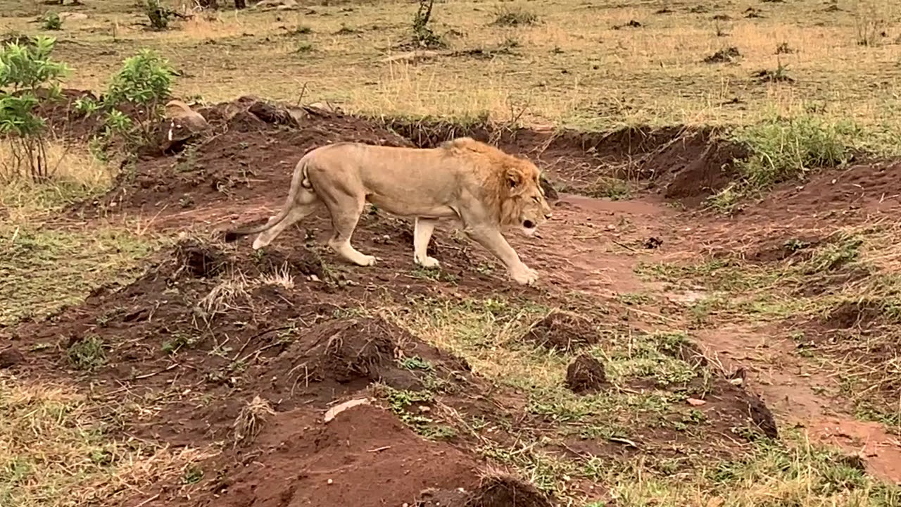 Wildlife Kenia & Tanzania