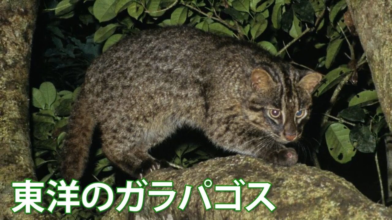 旅するように学ぶ世界遺産（短縮版）『奄美大島、徳之島、沖縄島北部及び西表島』