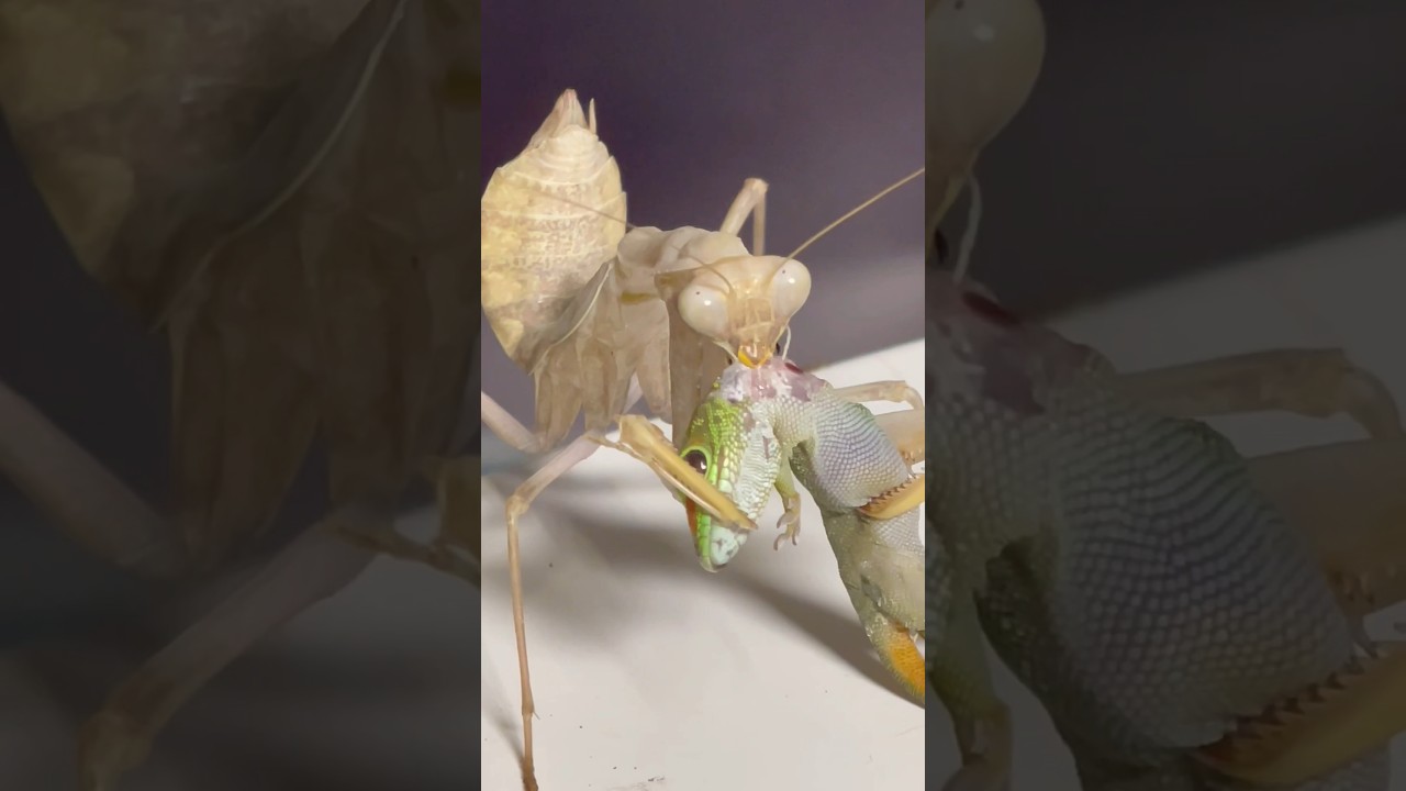 Co za widok ! Modliszka jest drapieżnikiem - taki jest krąg życia - #modliszka #reptile #gady