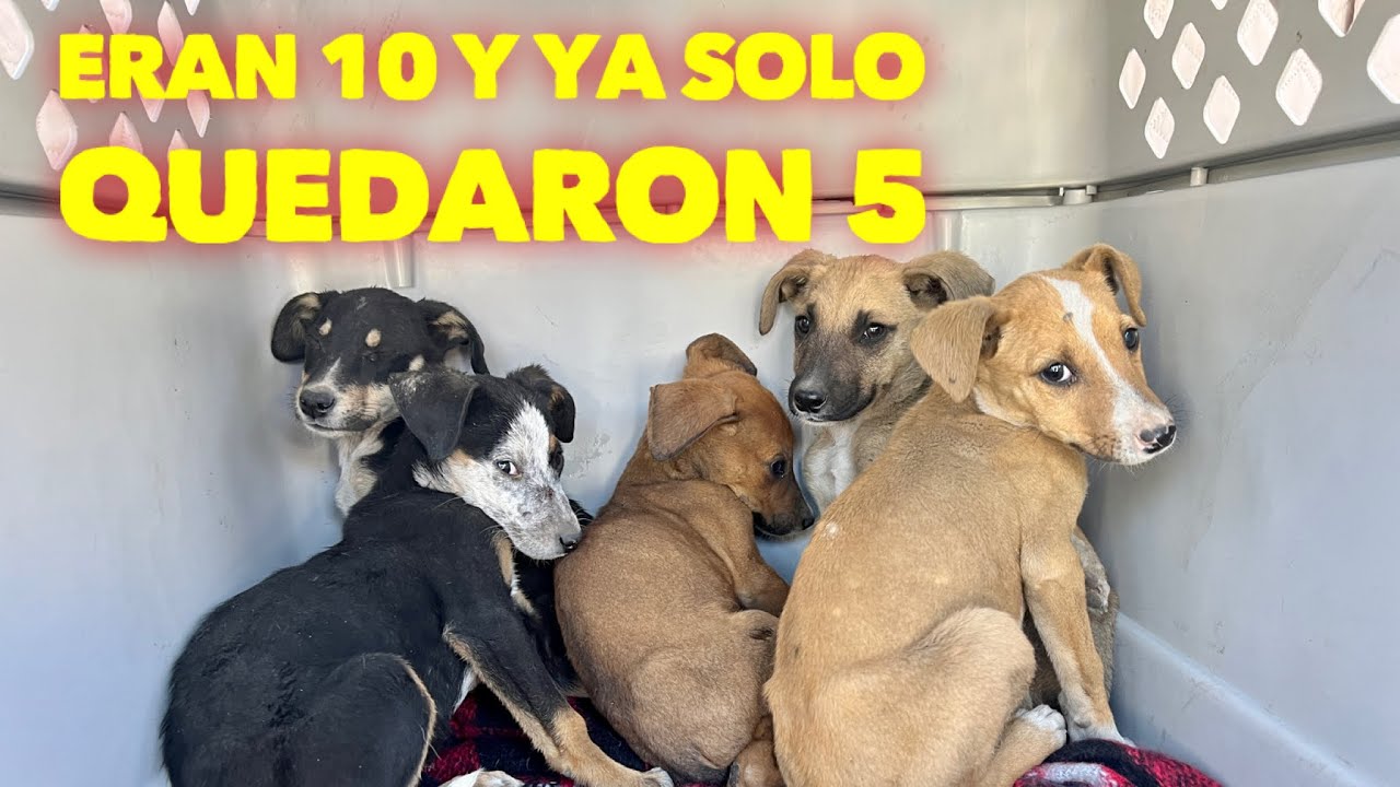 Rescate de 5 cachorros en autopista peligrosa .. eran 10 y ya solo hay 5