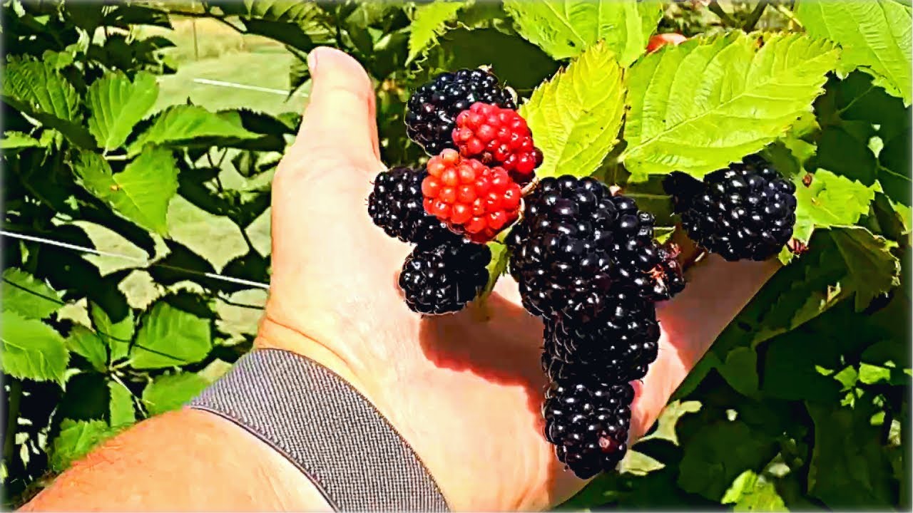 Как получить восхитительную летнюю ежевику #primearkfreedom #raisingblackberries