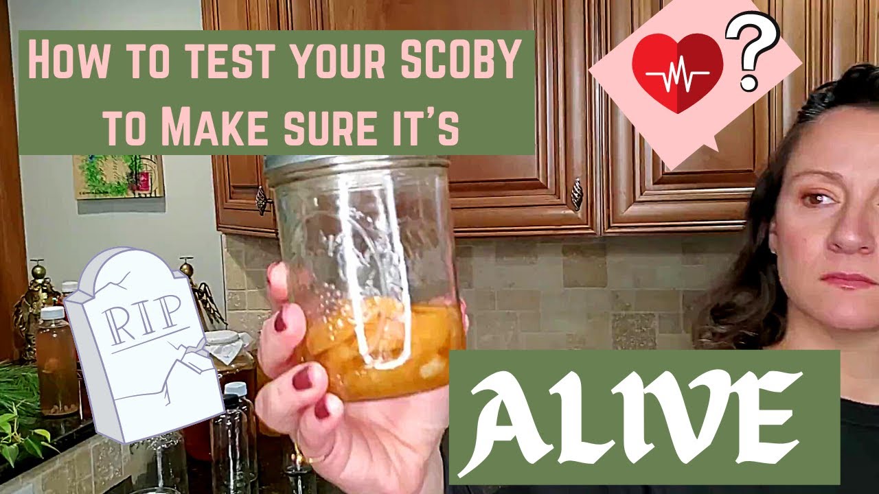 Мой СКОБИ умер? Как узнать, жив ли ваш SCOBY!