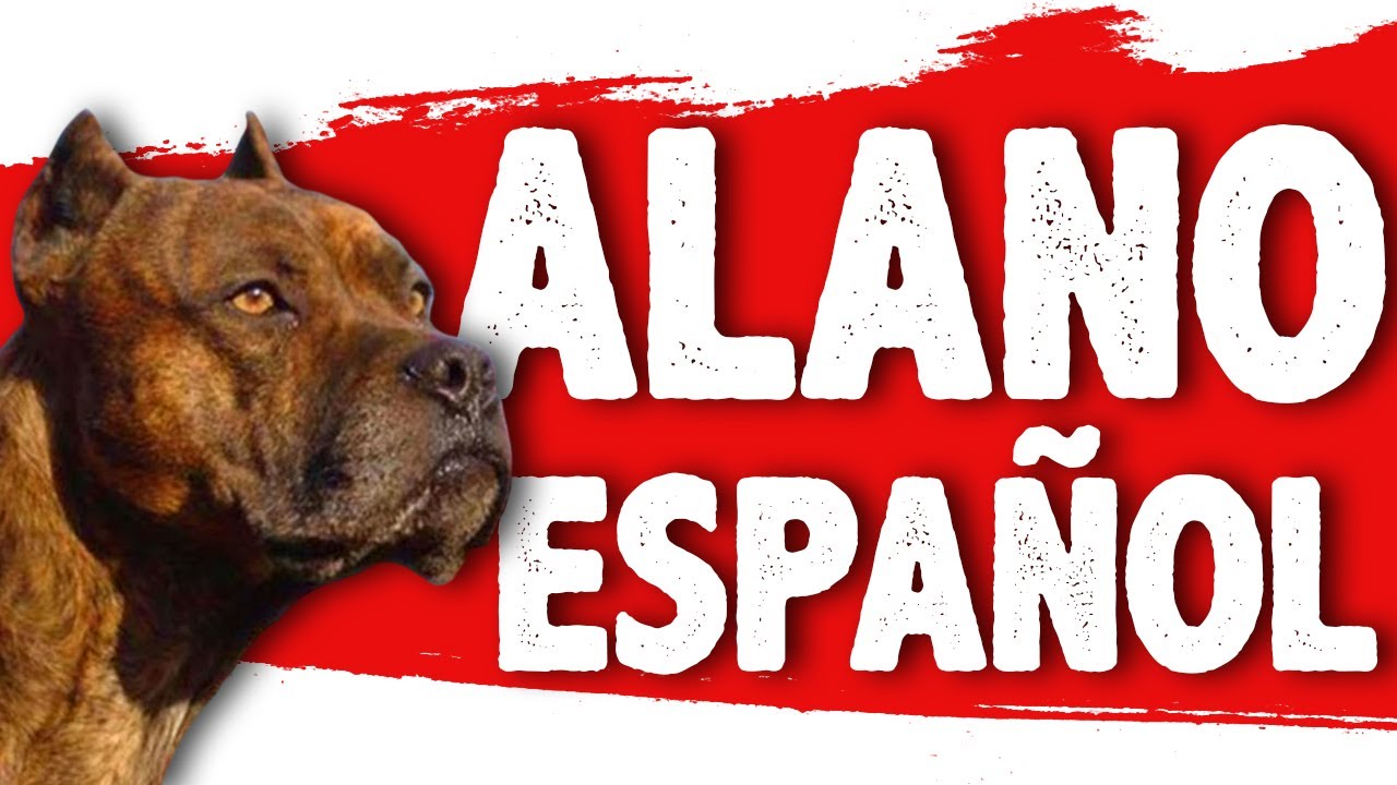 ALANO ESPAÑOL 🐶🇪🇸 La RAZA ANCESTRAL ESPAÑOLA que casi DESAPARECE