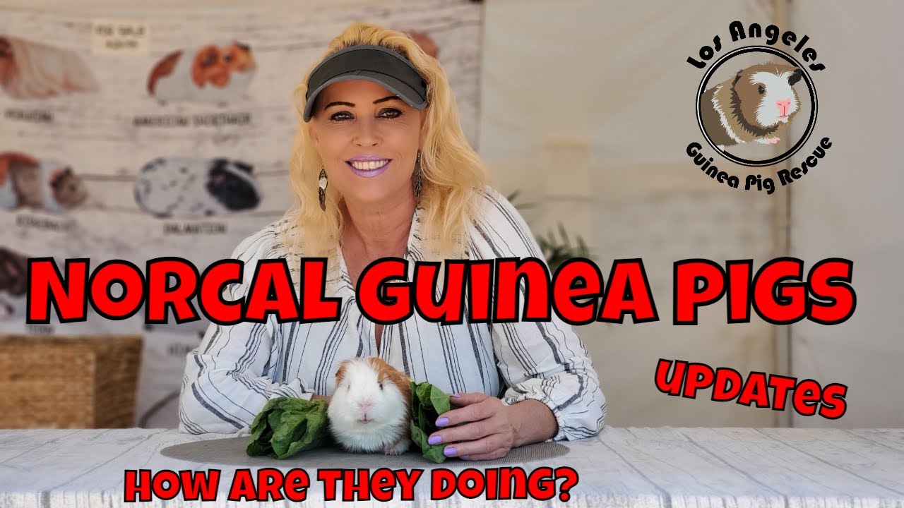 Norcal Guinea Pig Boys ICU Pigs Update