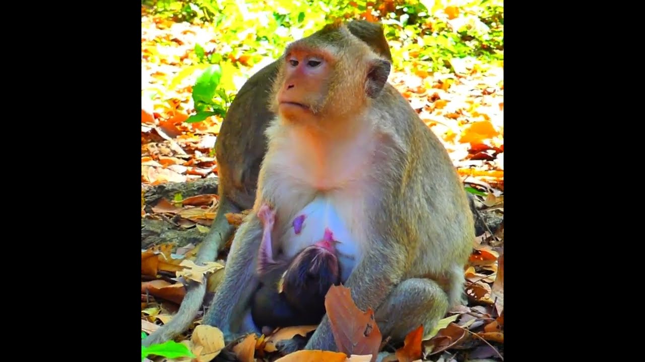 The Softest Light Shines on the Smallest Life ✨🐵