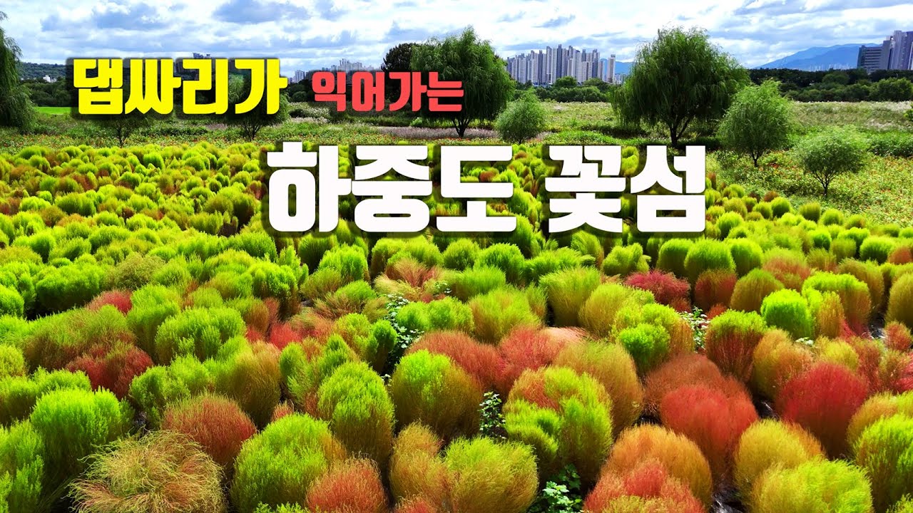 대구 하중도 금호꽃섬 백일홍이 만개했어요!! 추석연휴 때 다녀오세요~
