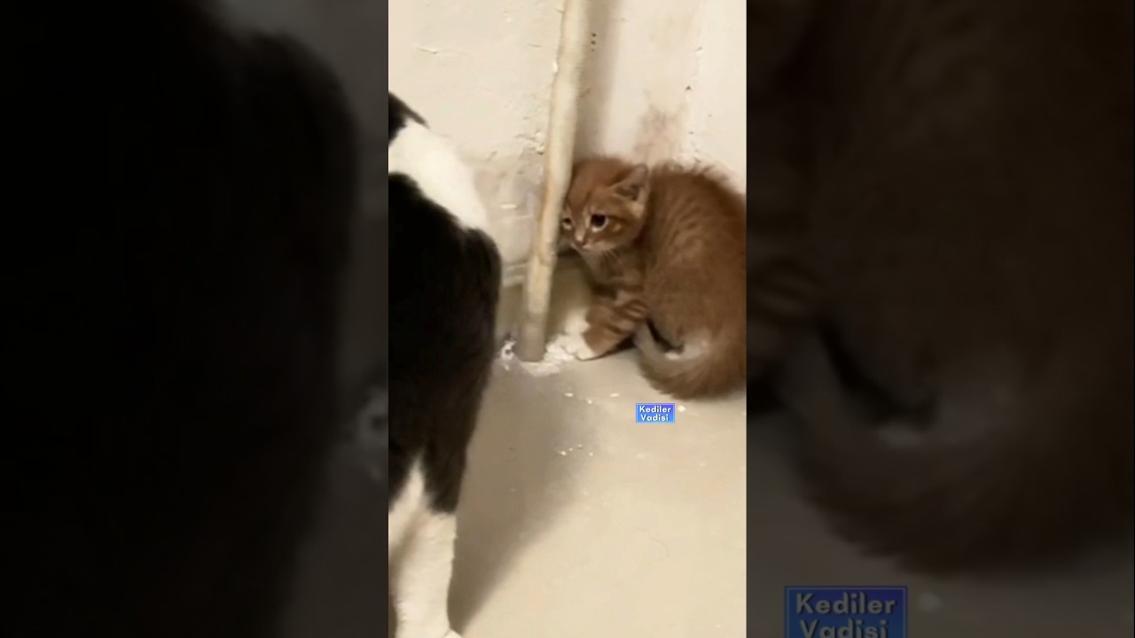 Kimsesizken sahiplenilen yavru kedi yeni evinde 🥺 #kedi #yavrukedi #kitten