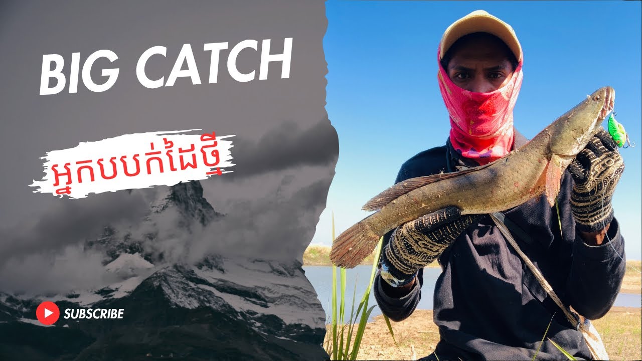 ធំជាងថ្ងៃមុនទៀតប្លង់ដដែរតែត្រីធំជាងមុន🤩| amazing snakehead fishing using a small bait hook big fish 