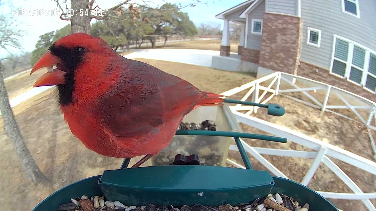 Cardinal and House Finches Love Safflower
