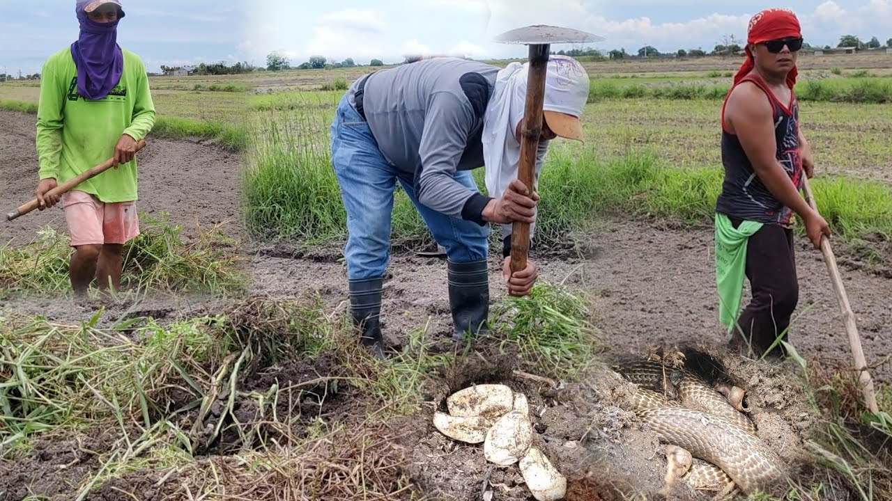 Mga hunos ng cobra naglitawan sa pilapil na tinatabas