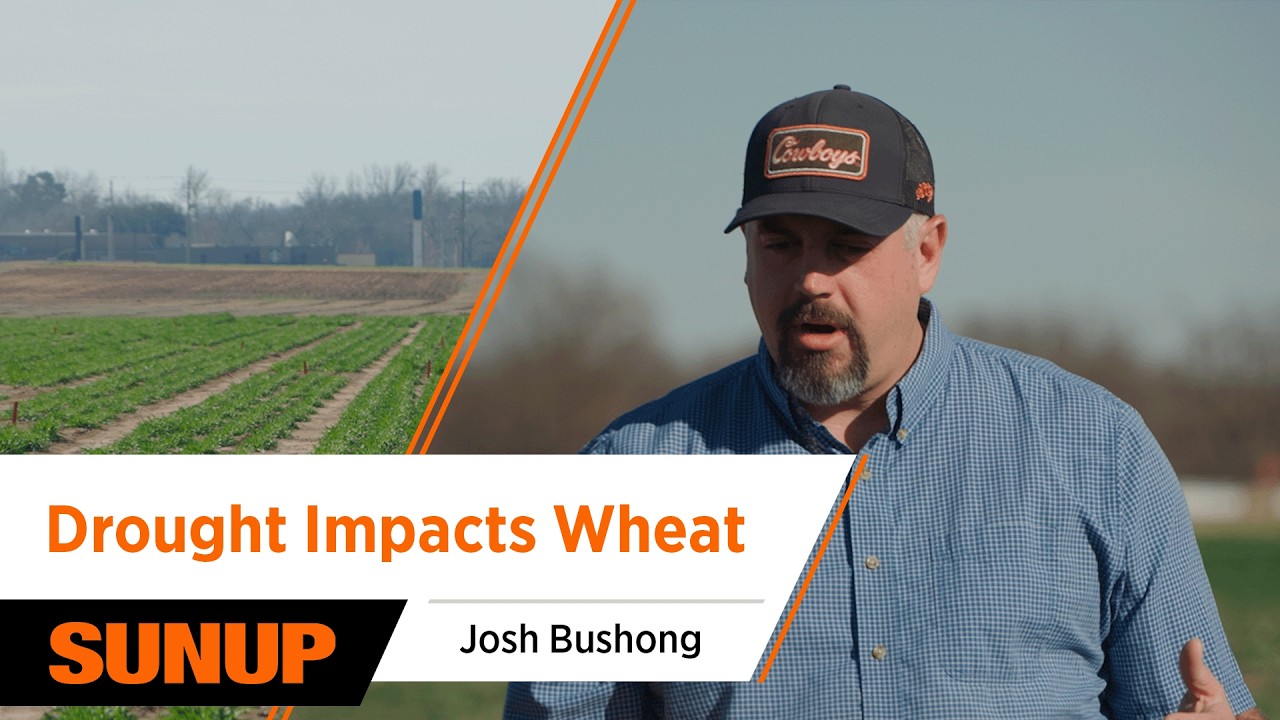 How Dry Conditions Are Shaping This Year’s Wheat Crop