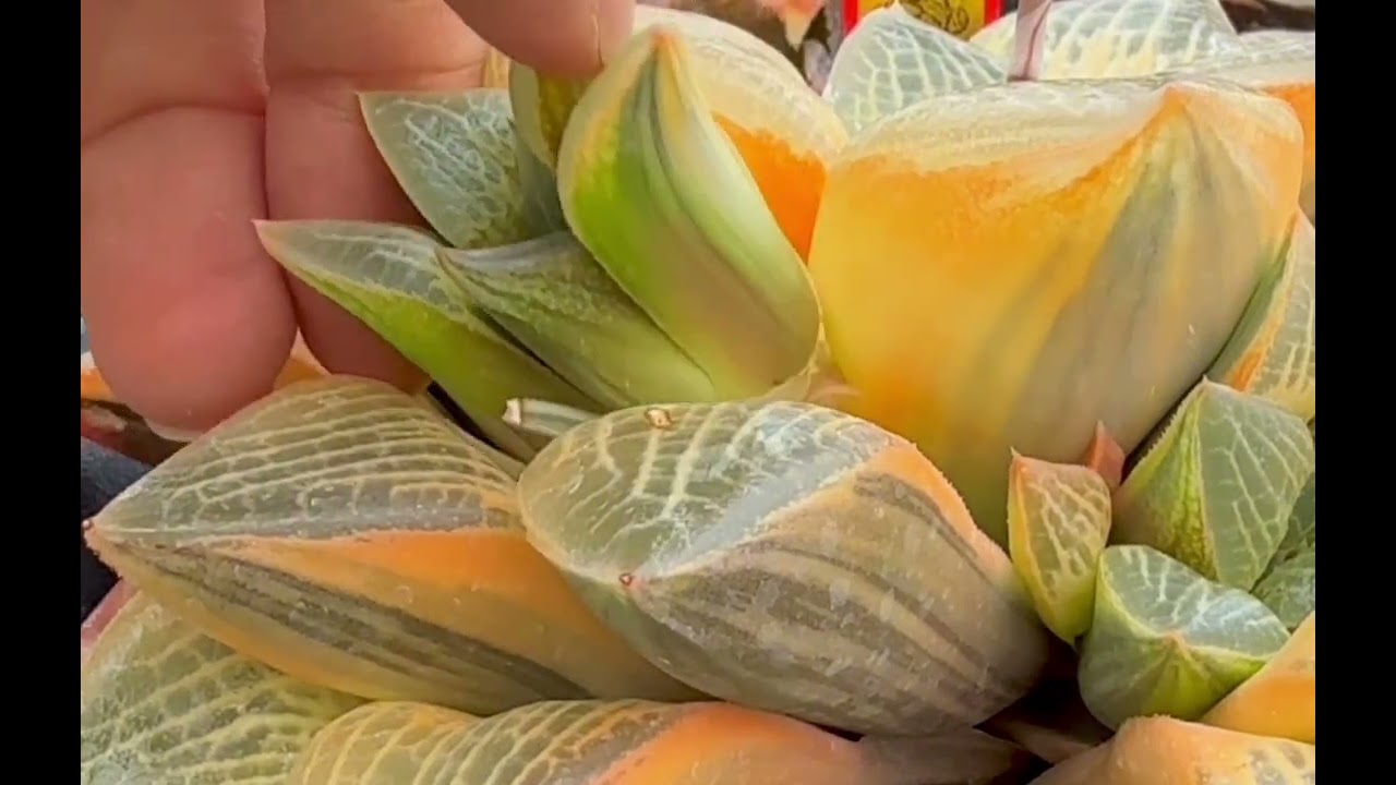 Removing In-between Leaves Offsets