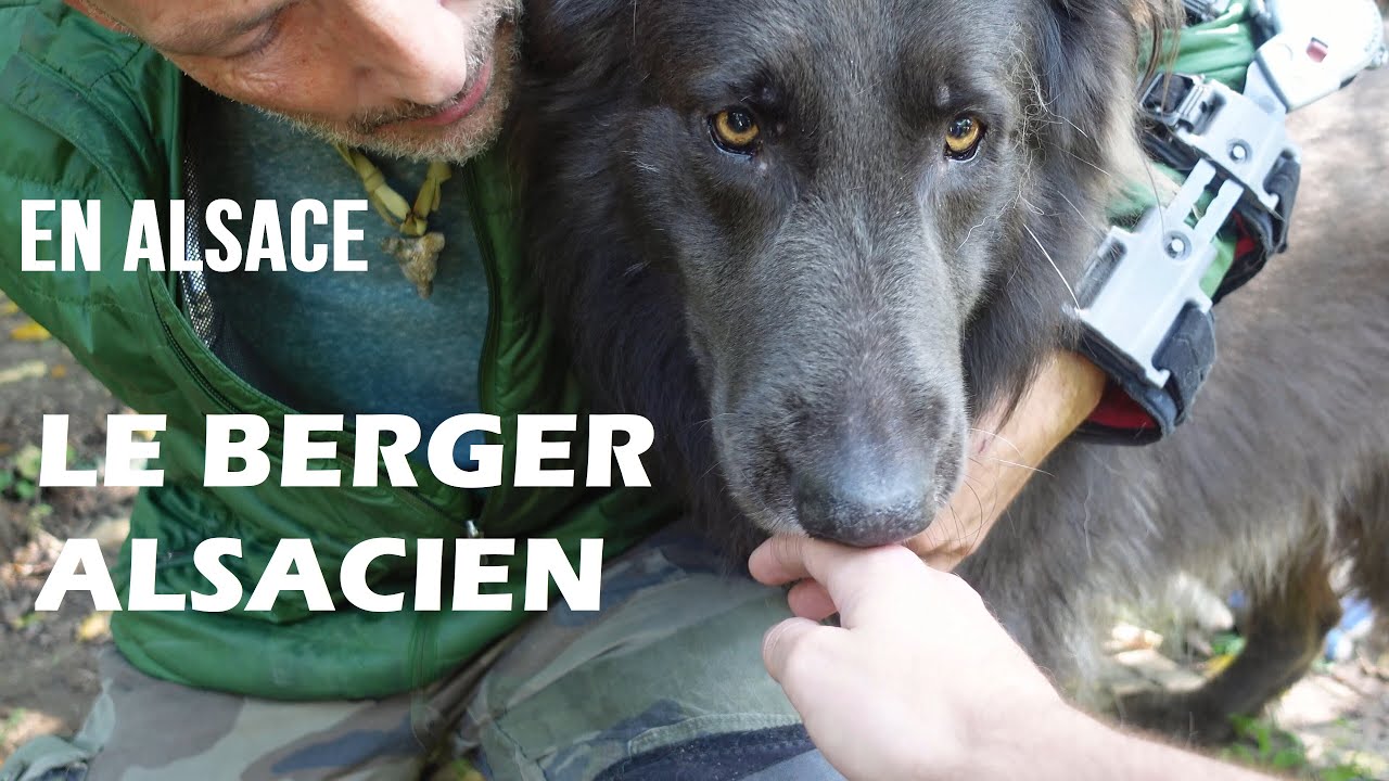 EN ALSACE : Le Berger Alsacien, LA race de chien d'origine du Berger Allemand !