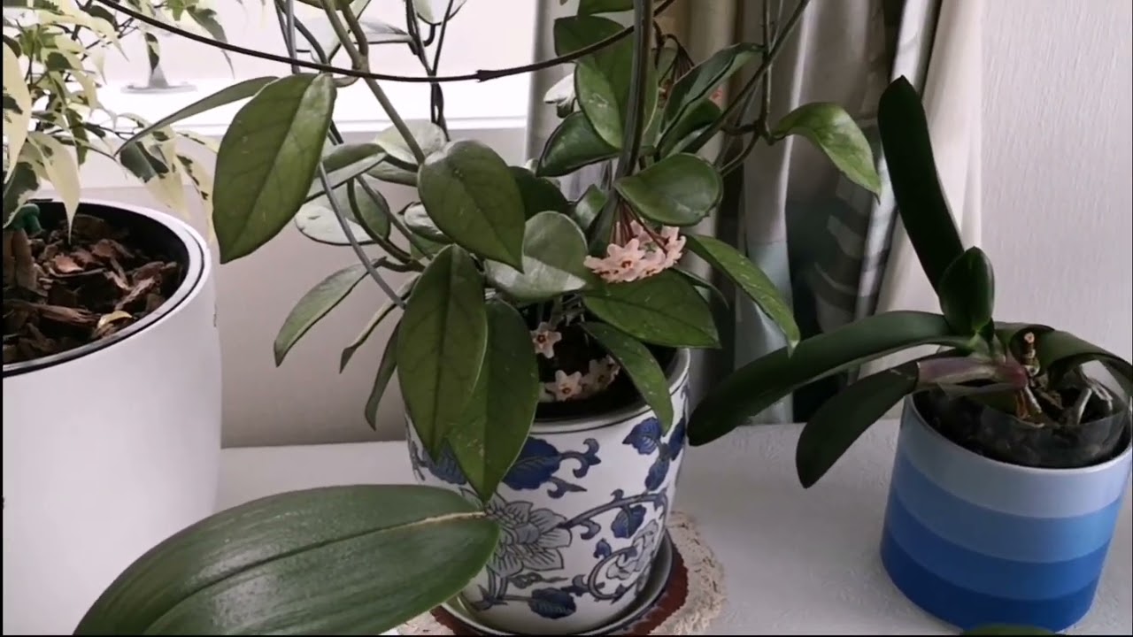 My blooming Hoya carnosa - 养了一年多的球兰开花了！