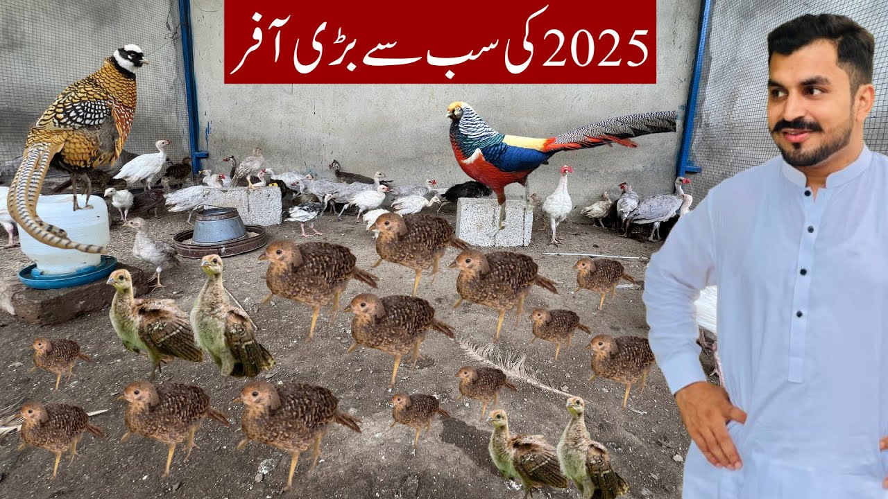 Biggest Offer of 2025 on Peacock | Turkey Birds Chicks | Pheasant Chicks | Ground Birds Farm