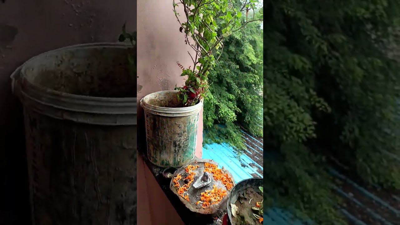 Jai ho Tulsi maiya 🌺🙏🙏🌸
