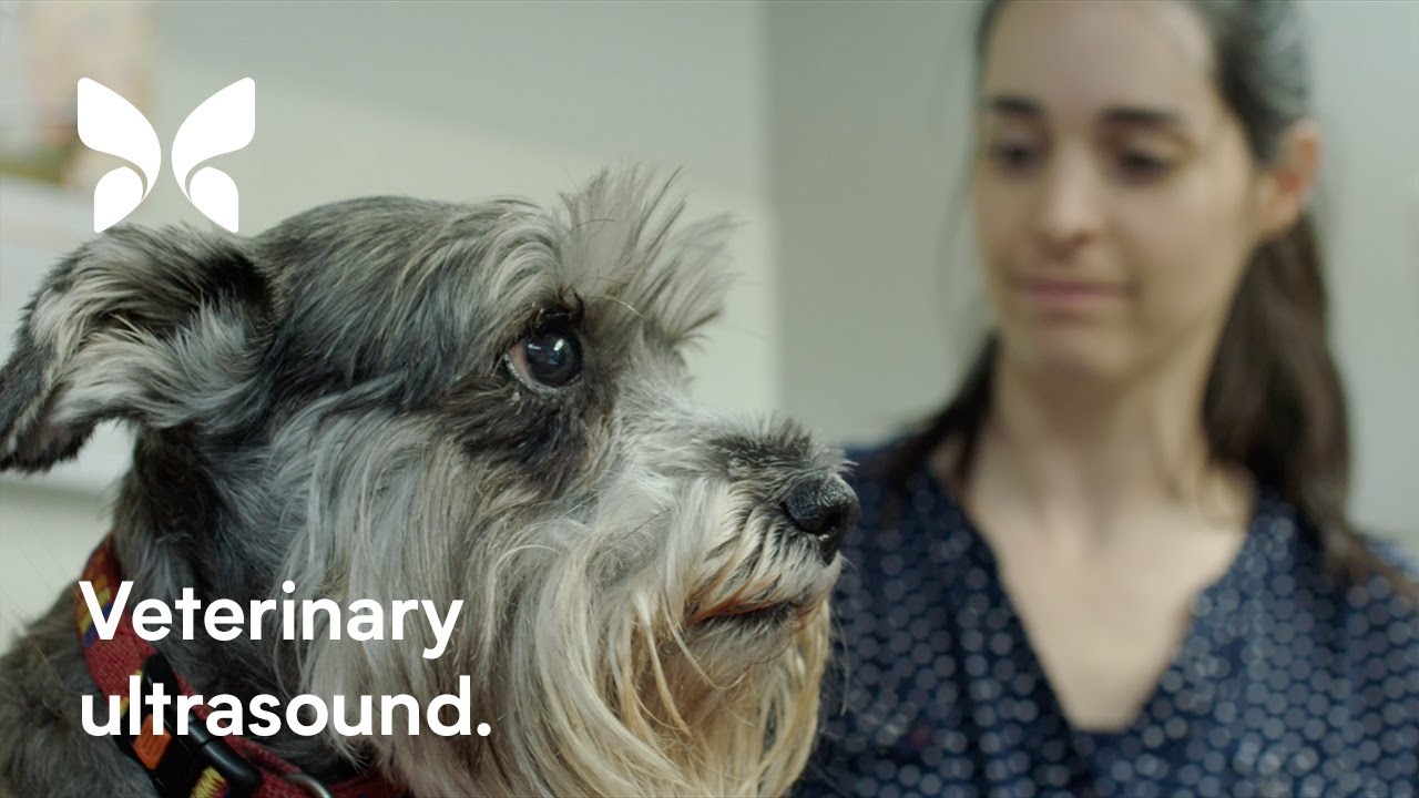 Veterinary Ultrasound: Aurora Animal Hospital