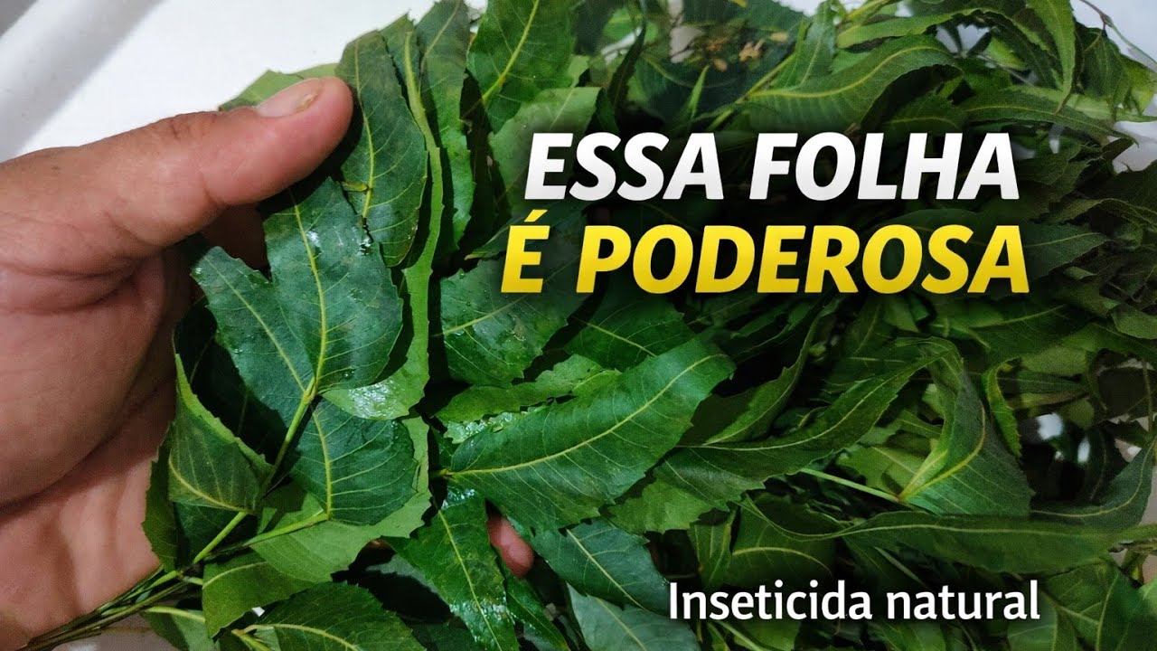 🟢ESSA FOLHA É PODEROSA! Inseticida Natural com NIM (Neem) que Salva a Horta!