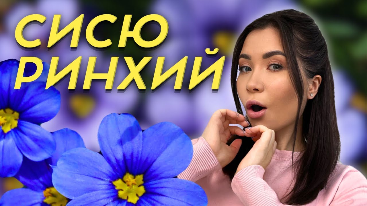 🌺 НЕПРИХОТЛИВЫЙ и очень красивый МНОГОЛЕТНИК (за смешные деньги)
