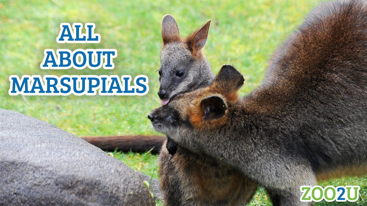 All About Marsupials