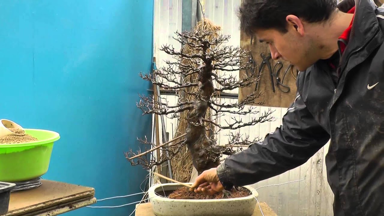 TRASPLANTE DE ACER BUERGERIANUM 2014 en irunbonsai