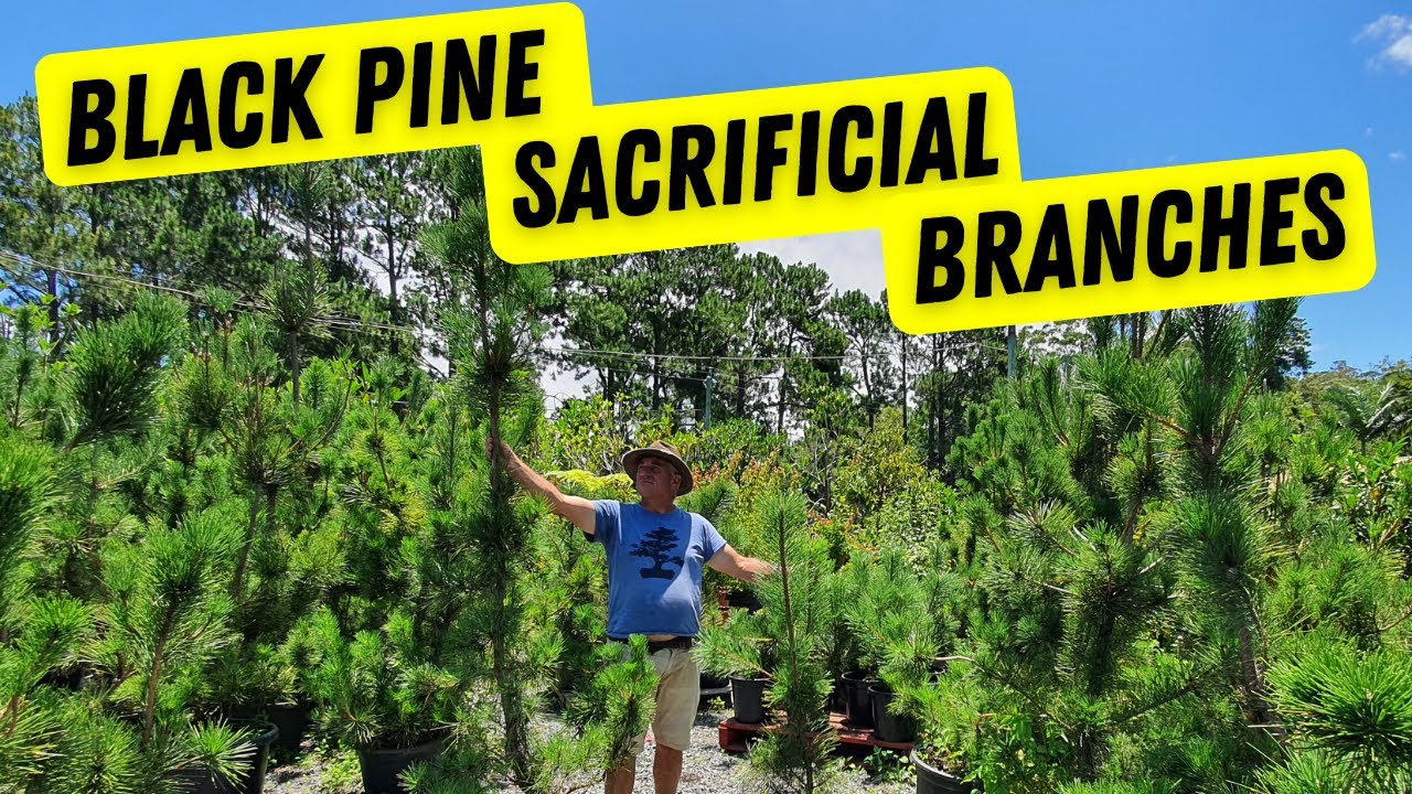 Uncover the Secret of Japanese Black Pine Pruning: Sacrificial Branches Revealed!