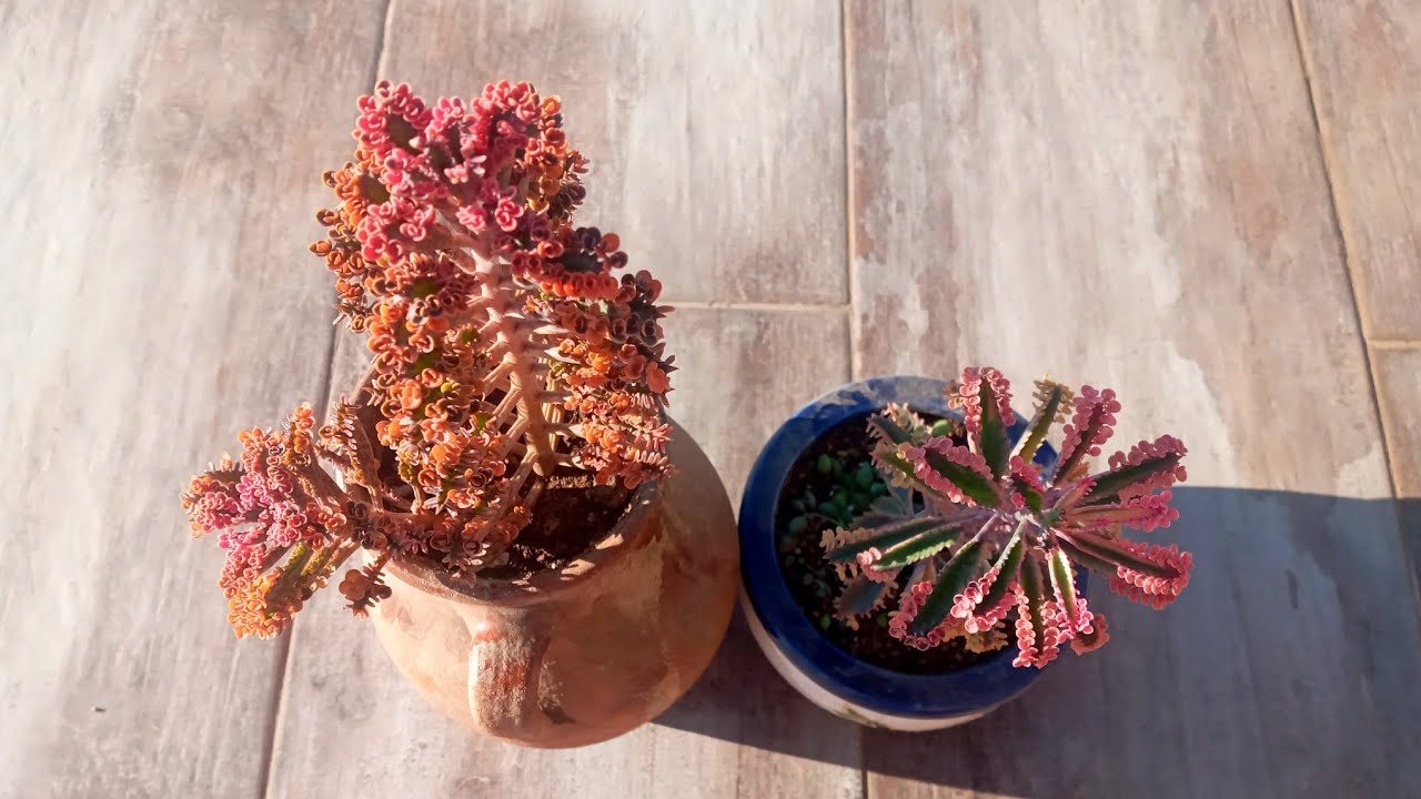 Formu Bozulan Pembe Aşkın Gözyaşı Çiçeği