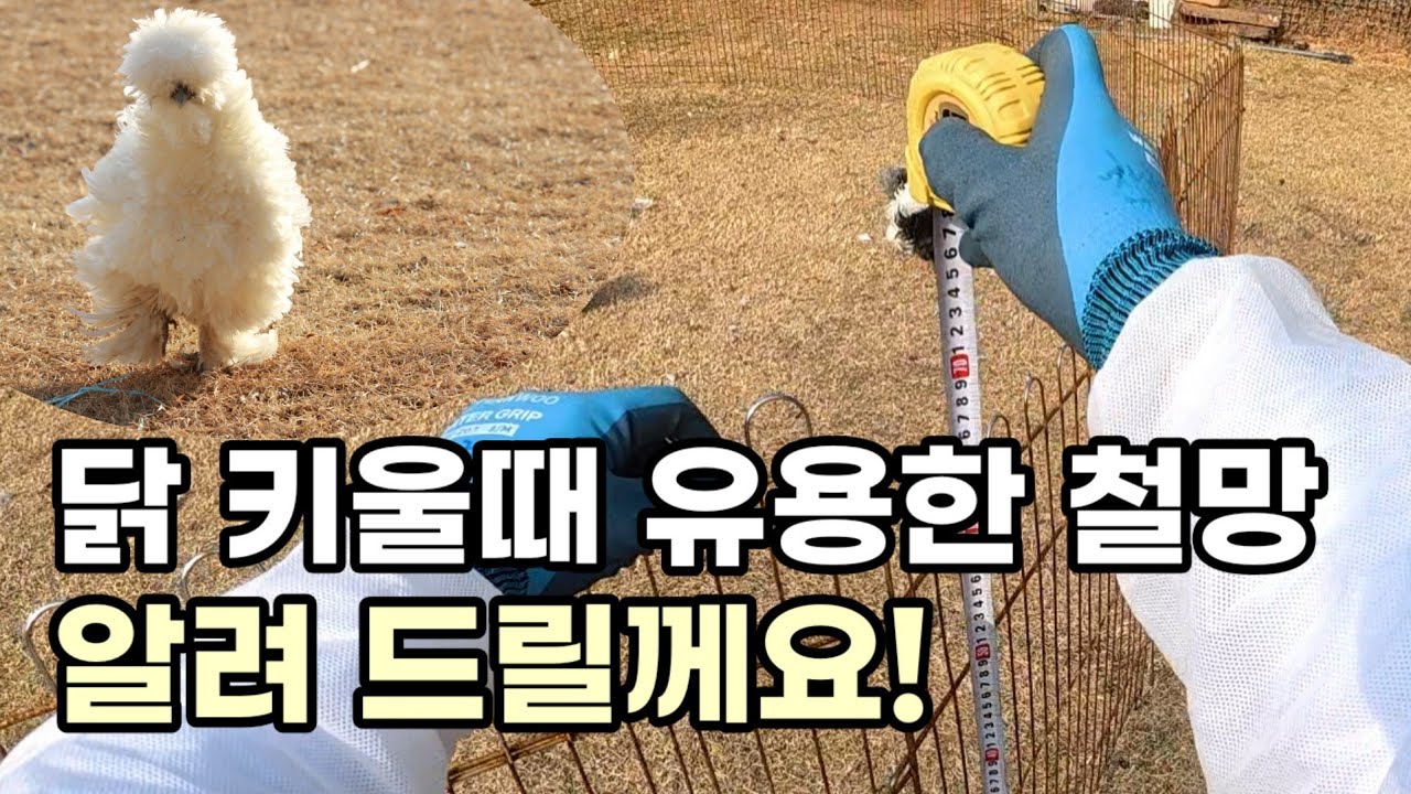 닭 키울때 유용한 철망 알려드릴께요#닭키우기