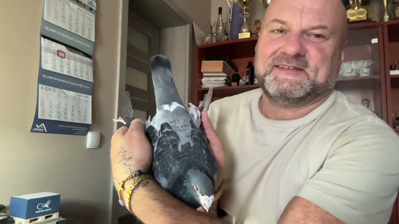 Jeden z najstarszych gołębi świata 😉 i zapowiedź aukcji 5 gołębi z rozpłodu !