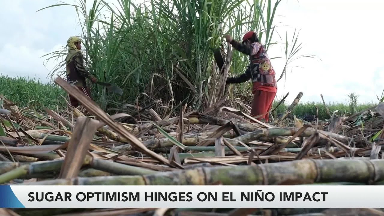 Sugar Optimism Hinges on El Ni&ntilde;o Impact