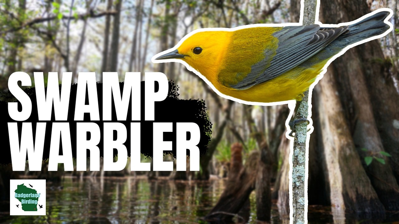 Prothonotary Warbler: Masters of the Swamp